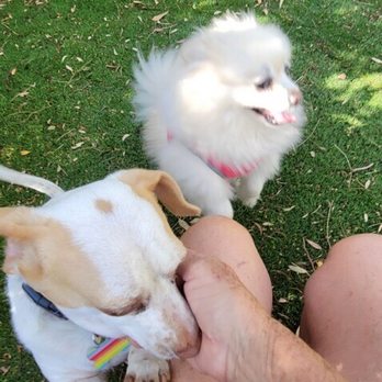 Kamp Kelly - Pet Boarding Near Me - Desert Hot Springs, California