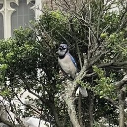 This cool bird I saw. This isnt even a good camera in my phone. I got so close. Oh, and I bet he would murder a donut. This cool bird I saw. This isnt even a good camera in my phone. I got so close. Oh, and I bet he would murder a donut.