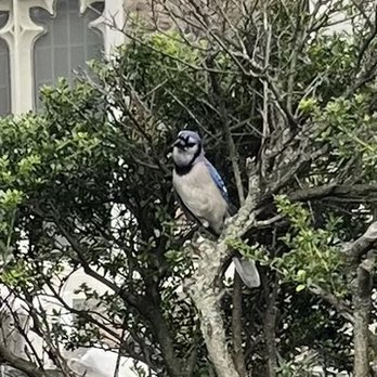 The Donut Pub - This cool bird I saw. This isnt even a good camera in my phone. I got so close. Oh, and I bet he would murder a donut. - Bakeries Near Me - New York, New York The Donut Pub - This cool bird I saw. This isnt even a good camera in my phone. I got so close. Oh, and I bet he would murder a donut. - Bakeries Near Me - New York, New York