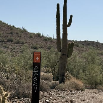 Apache Wash Trailhead - Saguaro cactus - Hiking Near Me - Phoenix, Arizona Apache Wash Trailhead - Saguaro cactus - Hiking Near Me - Phoenix, Arizona