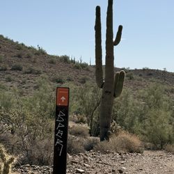 Apache Wash Trailhead - Saguaro cactus