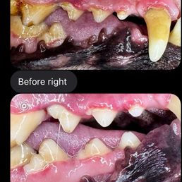 Before and after photos of my dogs teeth Before and after photos of my dogs teeth