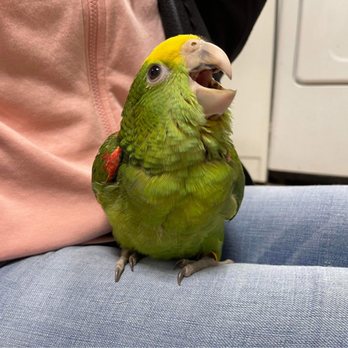 Exotic Pet Birds - Baby double yellow Amazon raised at EPBI - Bird Shops Near Me - Henrietta, New York Exotic Pet Birds - Baby double yellow Amazon raised at EPBI - Bird Shops Near Me - Henrietta, New York
