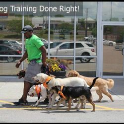 Follow My Lead Dog Training - Pack walk