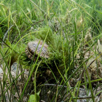 Plantation Inn Golf Course - Scallops hide in the seagrass - Golf Near Me - Crystal River, Florida Plantation Inn Golf Course - Scallops hide in the seagrass - Golf Near Me - Crystal River, Florida