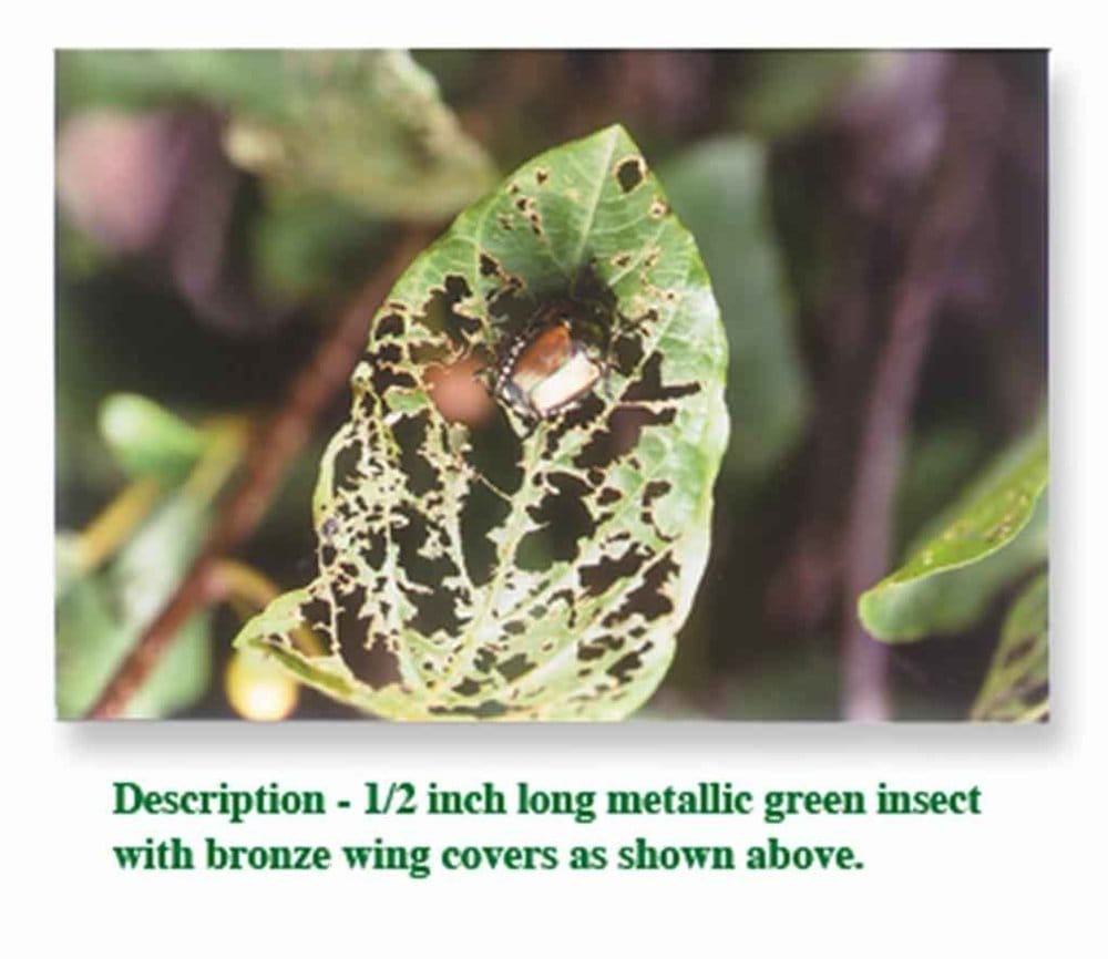 TREE GREEN YOUR TREE M.D. Updated August 2024 11 Photos & 13