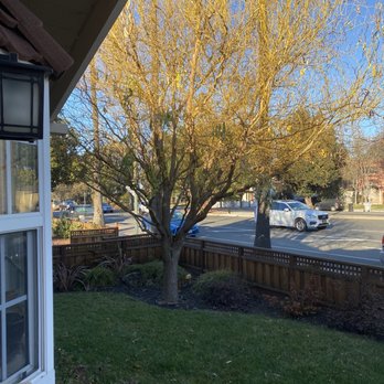 Emerald View Tree Service - Before, with very dense branches - Tree Services Near Me - San Jose, California