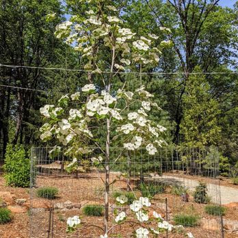 Weiss Landscaping - New Dogwood in bloom. - Landscaping Near Me - Nevada City, California Weiss Landscaping - New Dogwood in bloom. - Landscaping Near Me - Nevada City, California