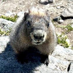 Skyline Loop - Marmot