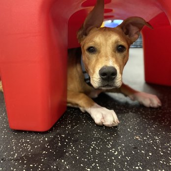 Dogtopia - Pet Boarding Near Me - Portland, Oregon Dogtopia - Pet Boarding Near Me - Portland, Oregon