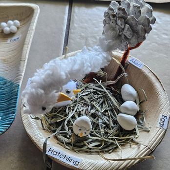 Arcadia Montessori School - The life cycle of a bird. - Montessori Schools Near Me - Arcadia, California