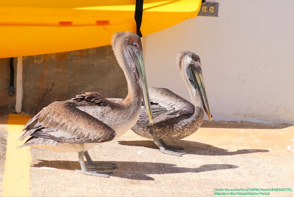 CARIBBEAN MANATEE CONSERVATION CENTER - Dr. John Will Harris St 500
