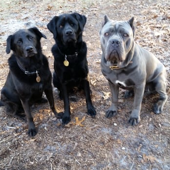 Wilford Dog Training Academy - Pet Training Near Me - Mays Landing, New Jersey Wilford Dog Training Academy - Pet Training Near Me - Mays Landing, New Jersey