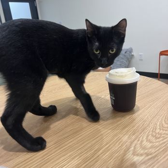 Fluffy Tail Cafe - Coffee & Tea Near Me - Tustin, California