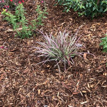 Marble Botanics - Interesting perennials properly sited. - Landscaping Near Me Marble Botanics - Interesting perennials properly sited. - Landscaping Near Me