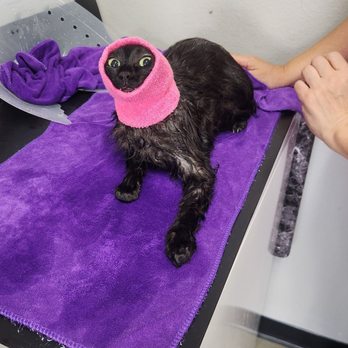 Happy Cat Grooming - Still during (the betrayal in her eyes) - Pet Groomers Near Me - Cypress, California