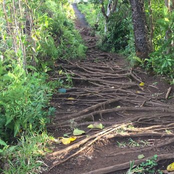 Kuliouou Ridge Trail - About a mile in - Hiking Near Me - Honolulu, Hawaii Kuliouou Ridge Trail - About a mile in - Hiking Near Me - Honolulu, Hawaii