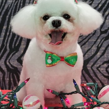 Salty Dogs Pet Styling - Pet Groomers Near Me - San Clemente, California Salty Dogs Pet Styling - Pet Groomers Near Me - San Clemente, California