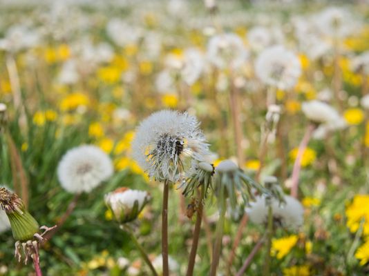 Ocean Beach New Jersey by null