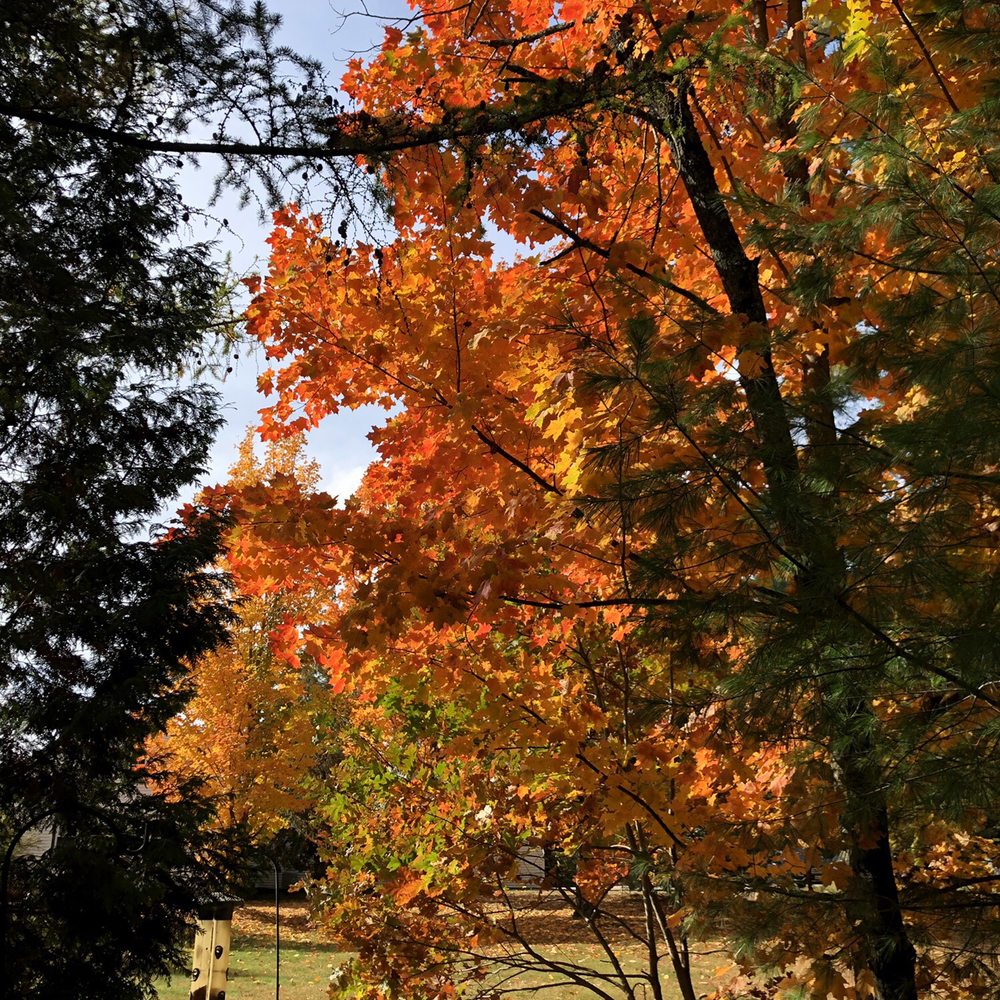 Maine Wildlife Park - Fall - Zoos Near Me - Gray, Maine Maine Wildlife Park - Fall - Zoos Near Me - Gray, Maine