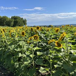 Township 23 Distillery - Sunflowers