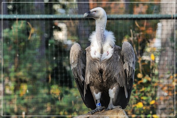 Parc zoologique de Paris by null