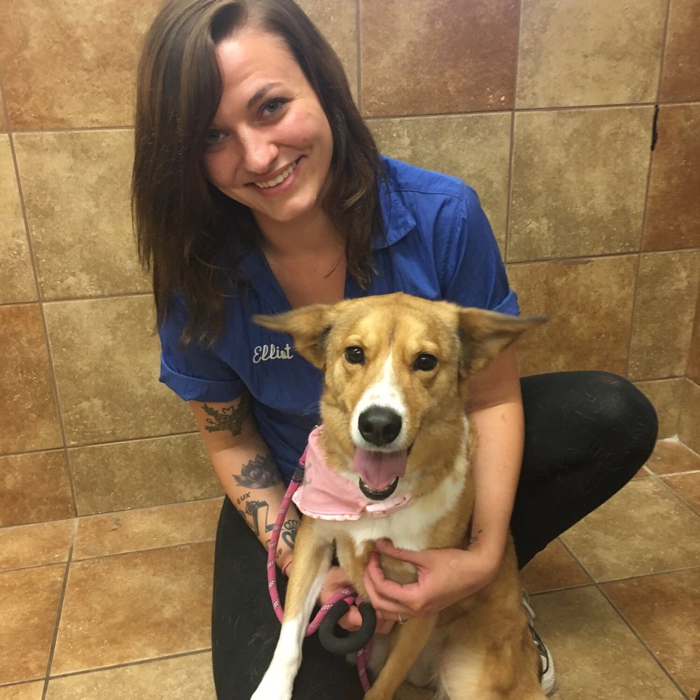 PetSmart - Pet Training Near Me - Peru, Illinois PetSmart - Pet Training Near Me - Peru, Illinois