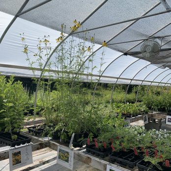Black Cap Farm - Native Plant Nursery - Yellow cone flower with its impressive height. - Nurseries & Gardening Near Me - Onekama, Michigan Black Cap Farm - Native Plant Nursery - Yellow cone flower with its impressive height. - Nurseries & Gardening Near Me - Onekama, Michigan