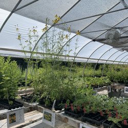 Black Cap Farm - Native Plant Nursery - Yellow cone flower with its impressive height.