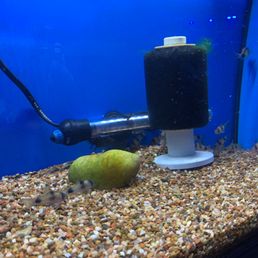 Saddleback corys for approx. $35 Saddleback corys for approx. $35