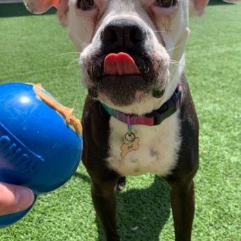 Paddock's Paws Pet Care & Training - Pet Training Near Me - Peoria, Arizona