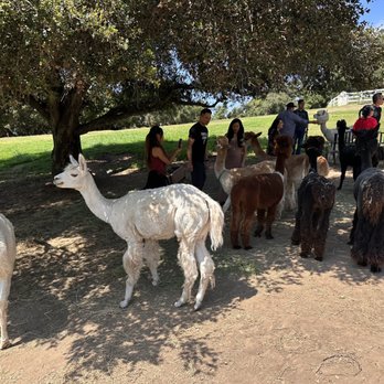 Canzelle Alpacas - Farms Near Me - Carpinteria, California Canzelle Alpacas - Farms Near Me - Carpinteria, California