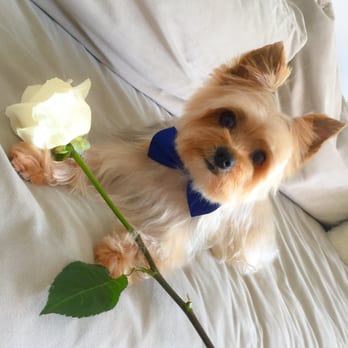 City Pooch - Birthday boy beautified by City Pooch! - Pet Groomers Near Me - Miami, Florida City Pooch - Birthday boy beautified by City Pooch! - Pet Groomers Near Me - Miami, Florida