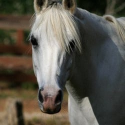 Wildwood Farm & Tack Shop