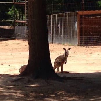 Gators & Friends - Wallaby - Amusement Parks Near Me - Greenwood, Louisiana Gators & Friends - Wallaby - Amusement Parks Near Me - Greenwood, Louisiana