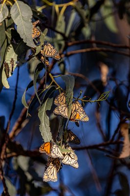 Monarch Butterfly Grove by null