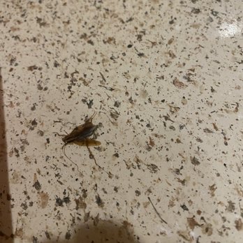 Rentals America - German roaches. - Property Management Near Me - Mesa, Arizona Rentals America - German roaches. - Property Management Near Me - Mesa, Arizona