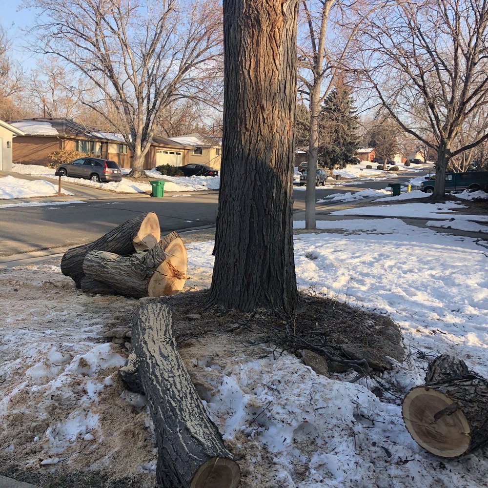 A Family Tree Service - Half way done! 2 days - Tree Services Near Me - Wheat Ridge, Colorado A Family Tree Service - Half way done! 2 days - Tree Services Near Me - Wheat Ridge, Colorado
