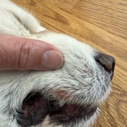 Blue Springs Animal Hospital & Pet Resort