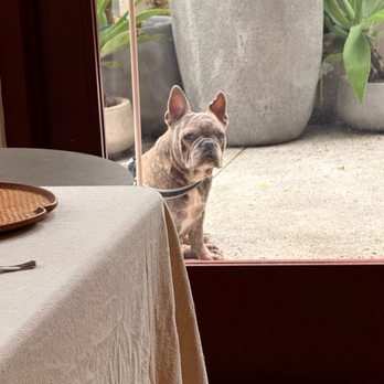 Ando - Pudge the cafe Frenchie! Pudge knows a quality cafe when he sniffs one! - Coffee & Tea Near Me - Kailua, Hawaii