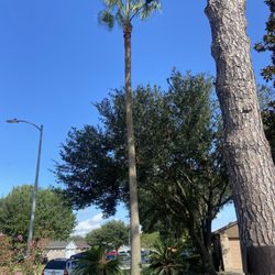 Morales Professional Tree Service & Lawn Care