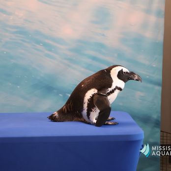 Mississippi Aquarium - William the penguin, super sweet! - Aquariums Near Me - Gulfport, Mississippi