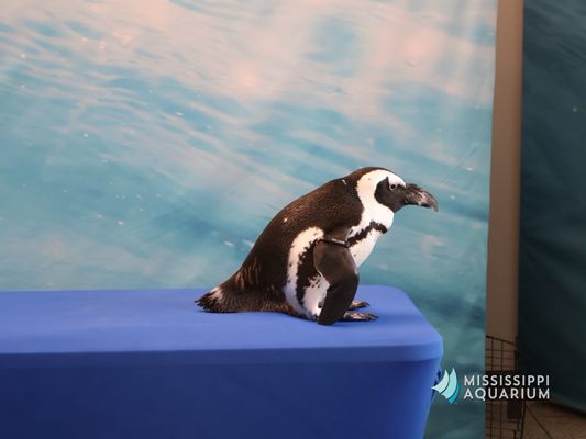 Mississippi Aquarium by null