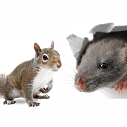 Network Pest Control - Squirrel and Rat