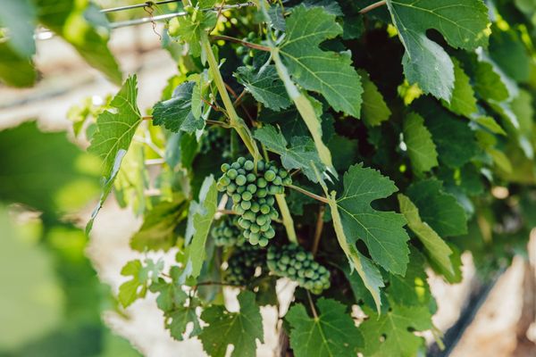 Signor Vineyards by null