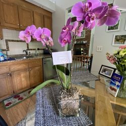 Connecticut Flower Shop - Mothers Day double orchid plant