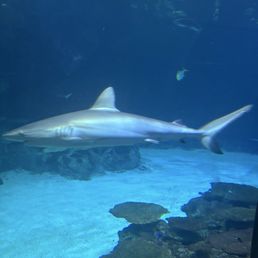 Shark in the large sunken ship tank