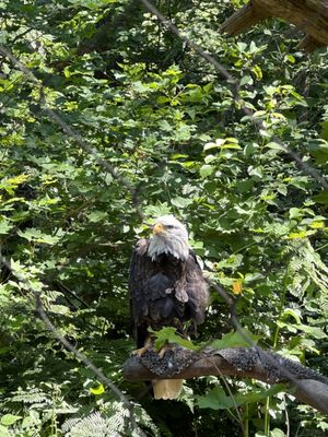 Northwest Trek Wildlife Park by null