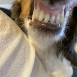 Beyond happy with the results! Full teeth cleaning