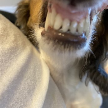 Pecas Grooming Salon - Beyond happy with the results! Full teeth cleaning - Pet Groomers Near Me - Sanford, Florida
